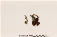 藏品(菊花石蕊)的圖片